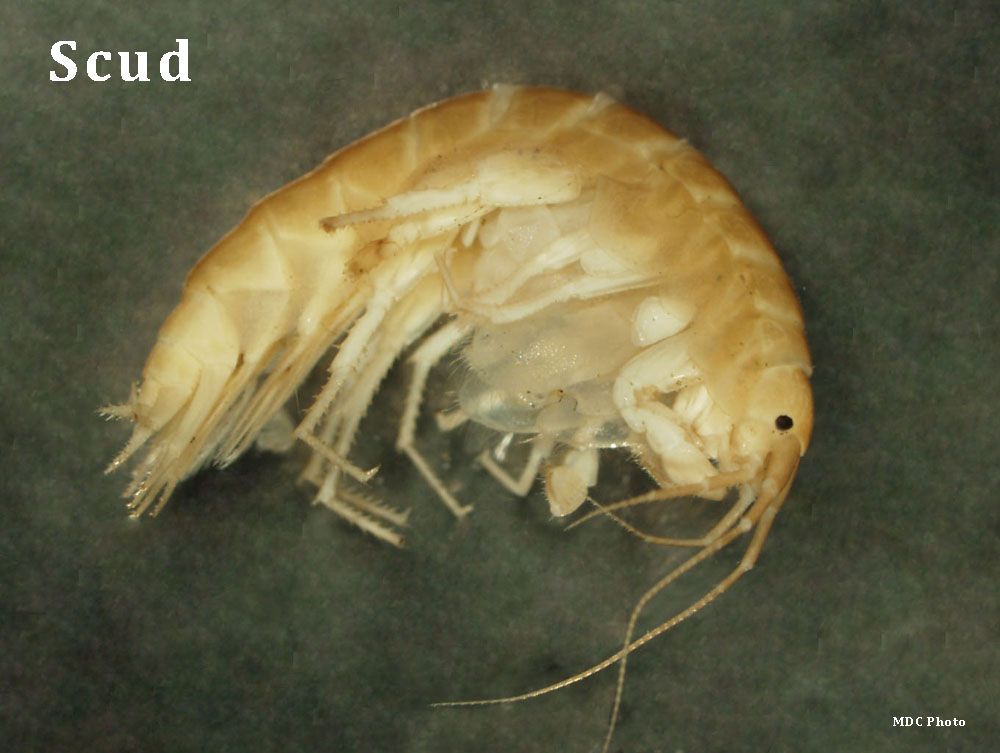 closeup of a scud in a stream