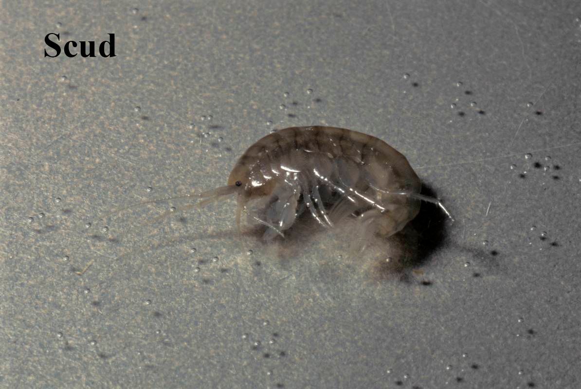 closeup of a scud in a stream