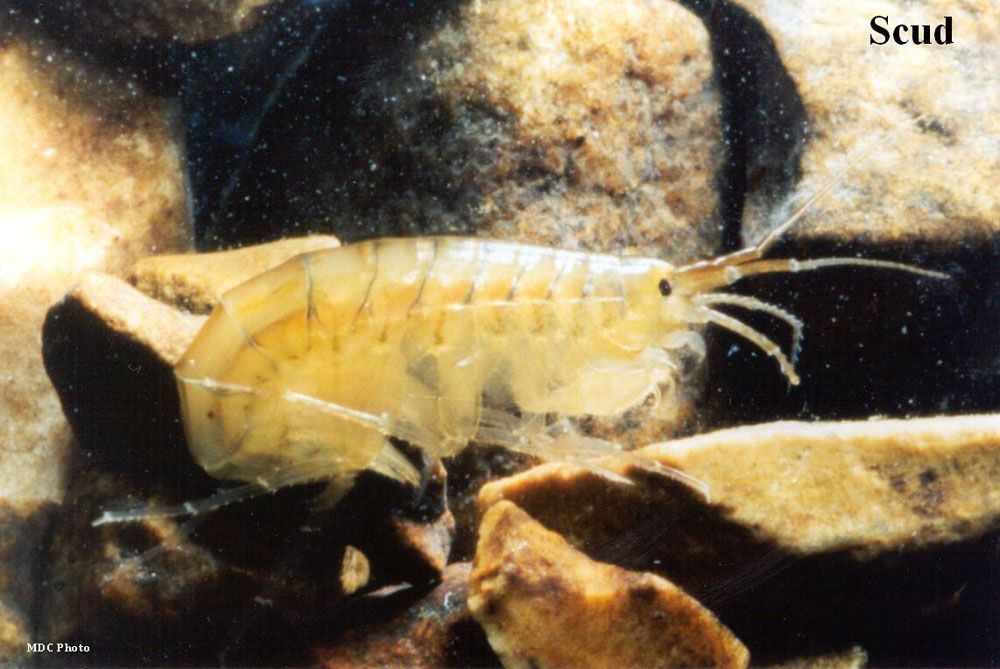 close-up of a scud in a stream