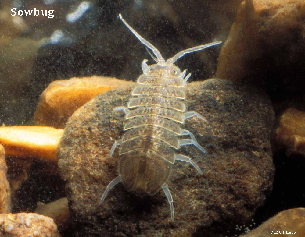 A small bug is sitting on top of a rock in the water.