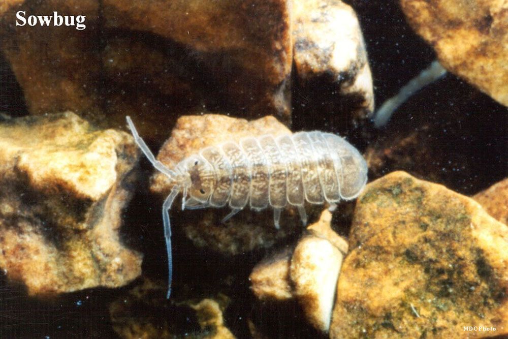 A sowbug is crawling on some rocks in the water