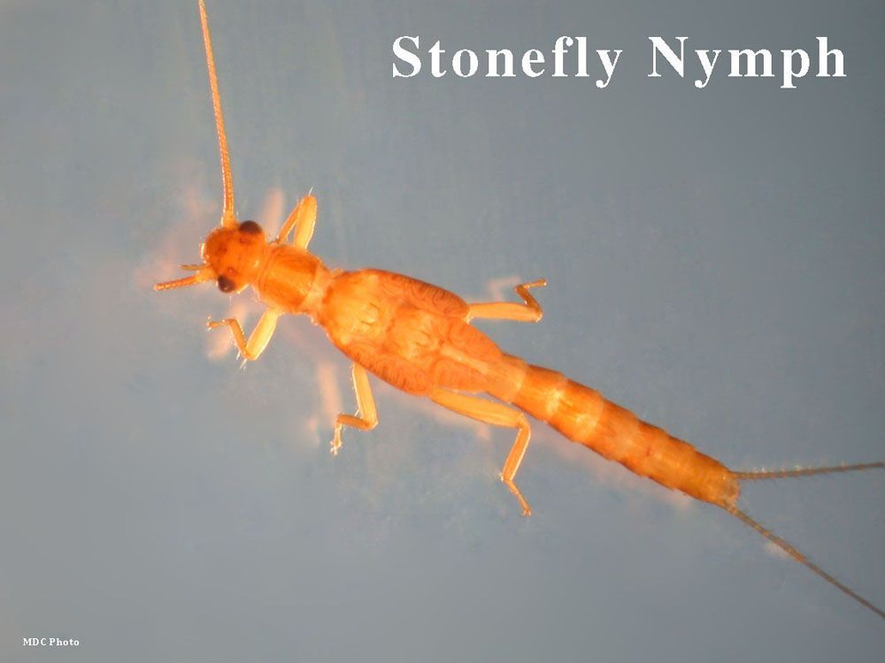 A close up of a stonefly nymph on a blue background