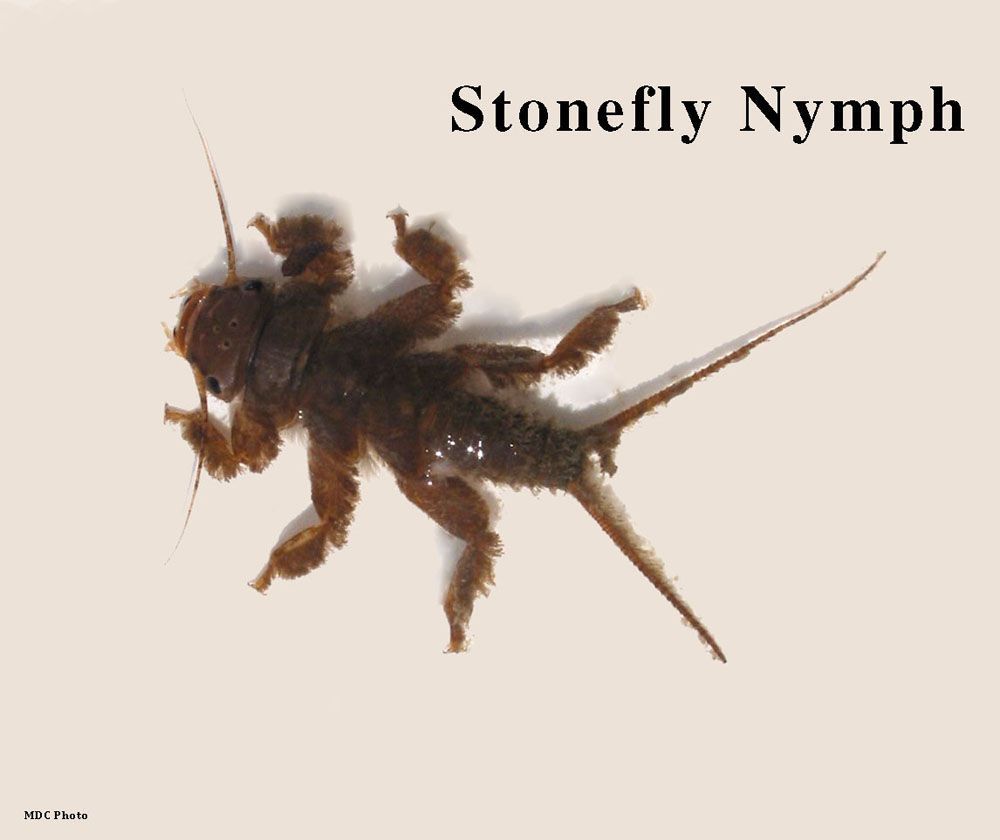 A close up of a stonefly nymph on a white background