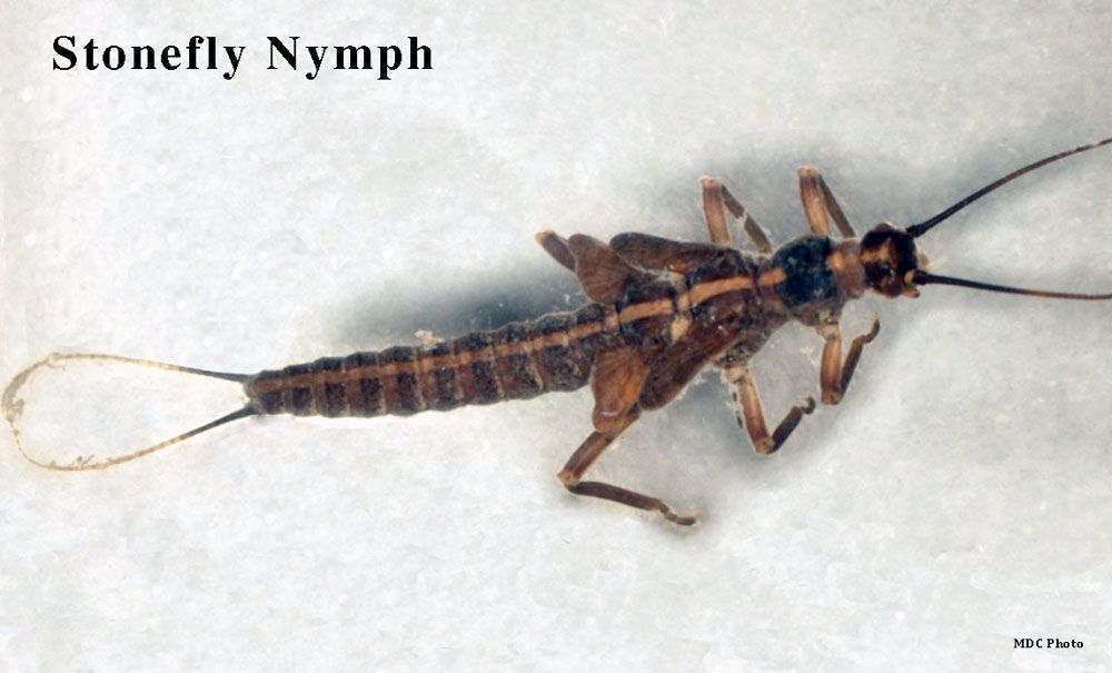 A close up of a stonefly nymph on a white surface