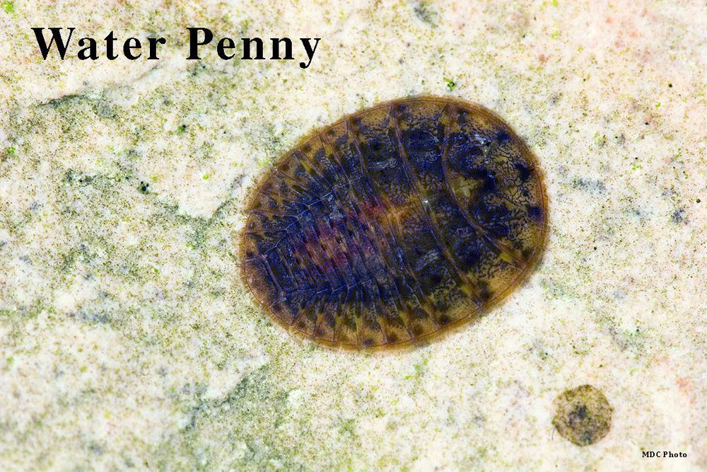 A close up of a water penny on a rock.