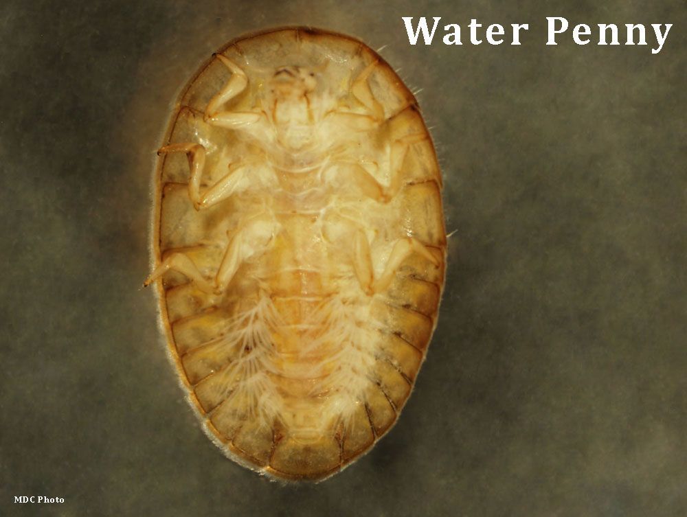 A picture of the inside of a water penny turtle shell