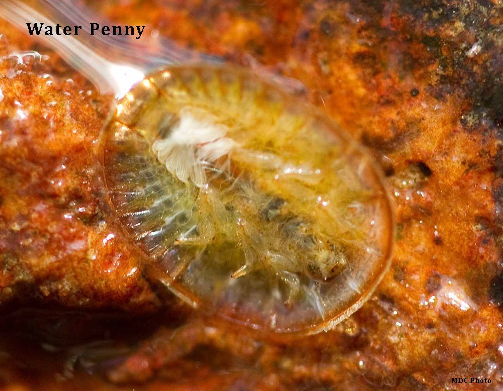 A close up of a spoon in a sauce that says water penny