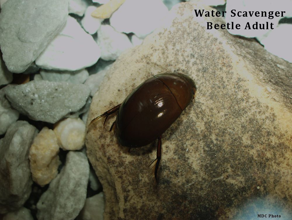 closeup of a beetle larva
