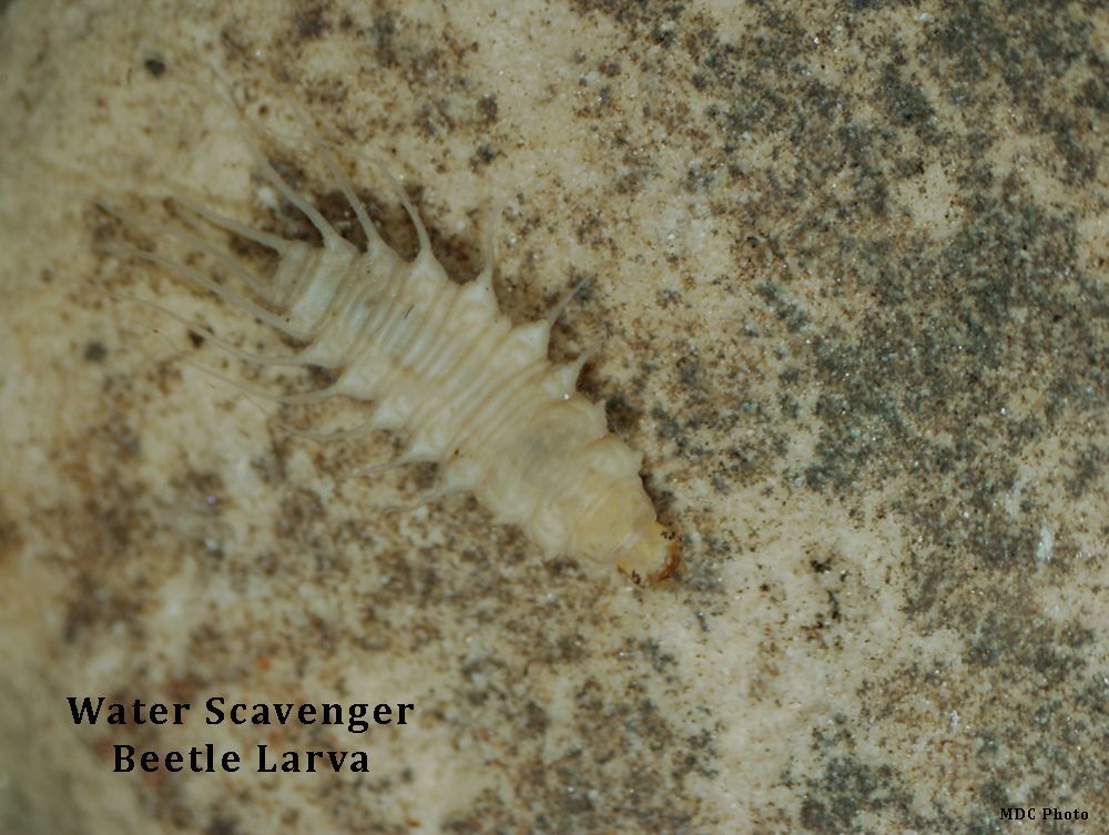 closeup of a beetle larva