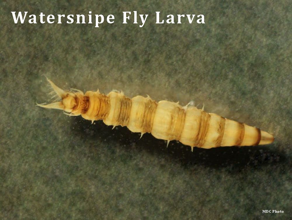 closeup of a watersnipe fly larva