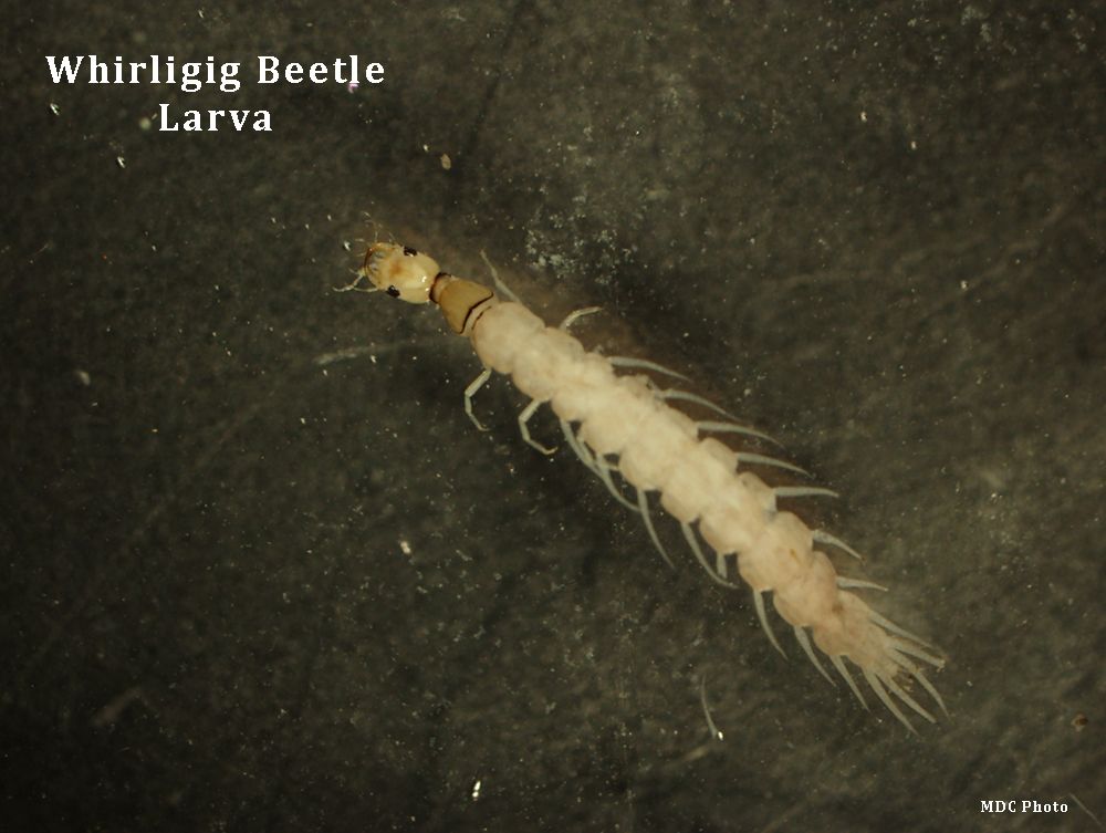 closeup of a beetle larva