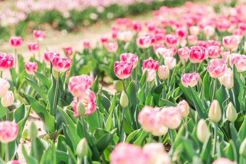 A field of pink and white tulips with green leaves