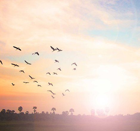 Flying birds at sunset - Counselling Therapy In Ulladulla, NSW