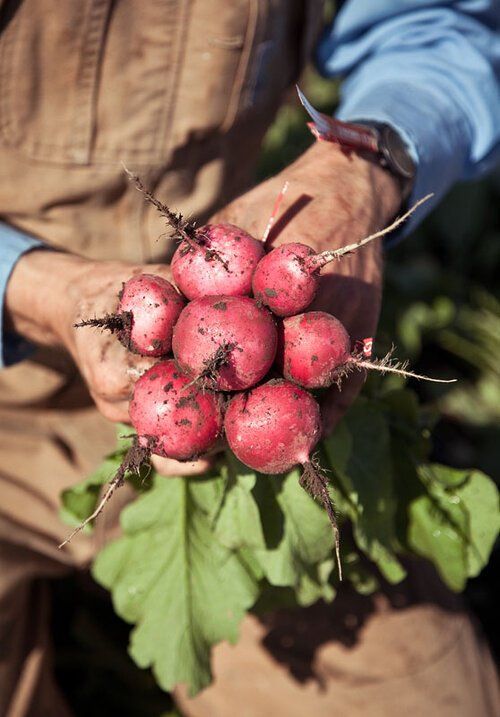Image of Beet Farming