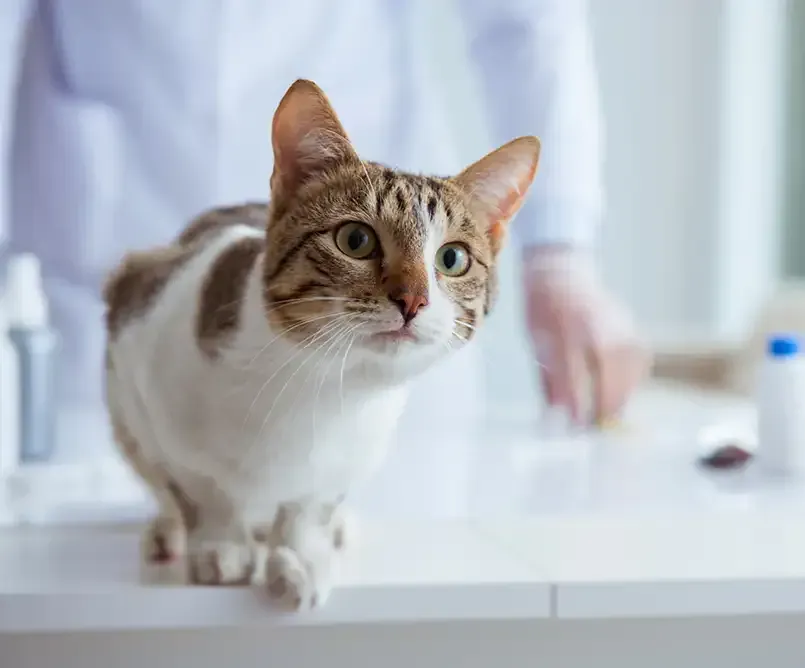 Learn advanced feline cardiac ultrasound.