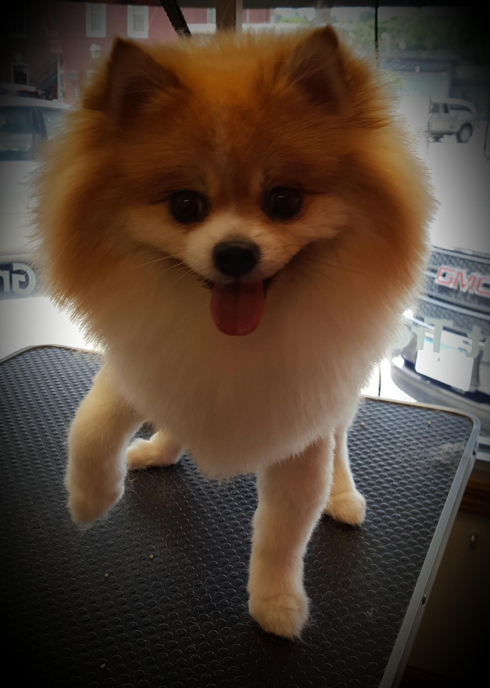 A pomeranian dog is standing on a grooming table.
