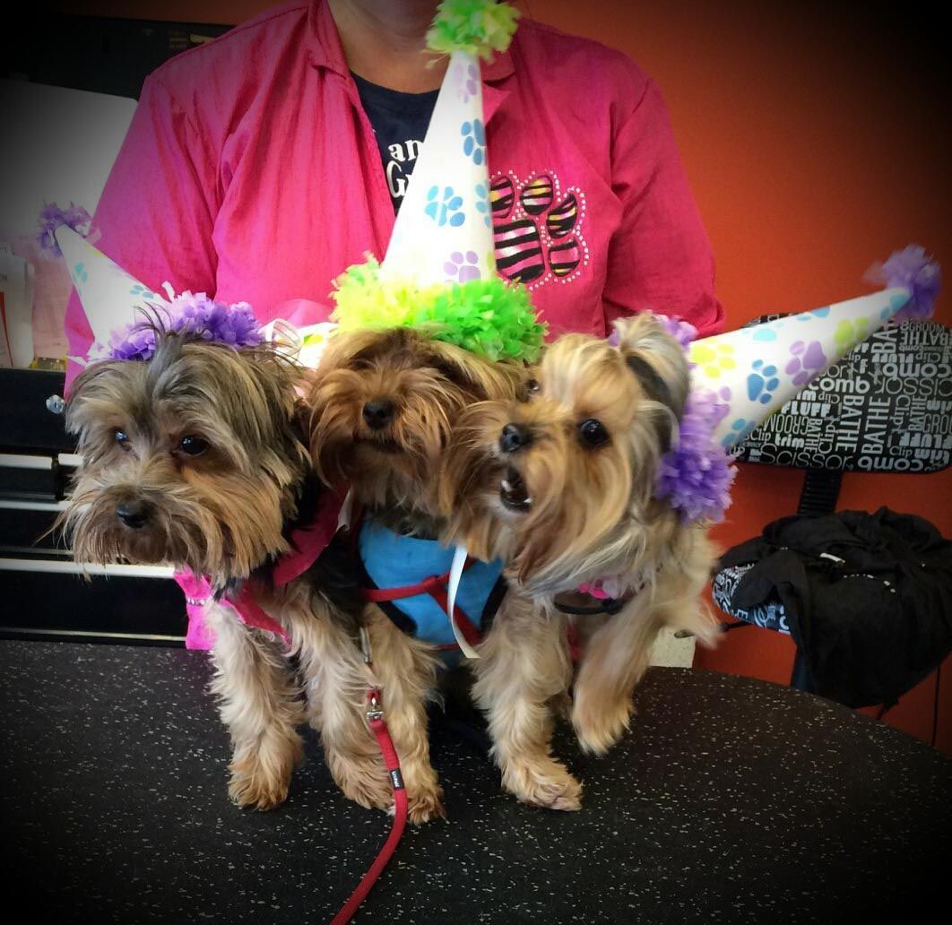 Three small dogs wearing party hats are standing next to each other
