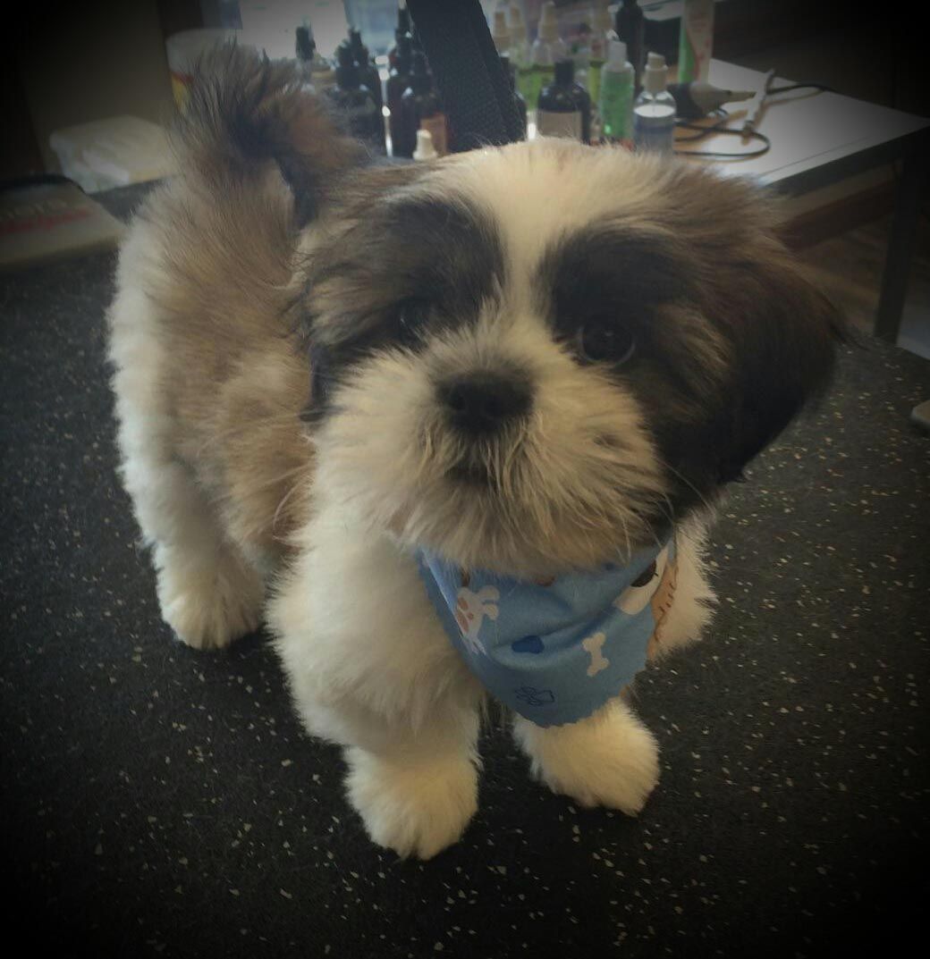 A small brown and white dog wearing a blue bandana around its neck