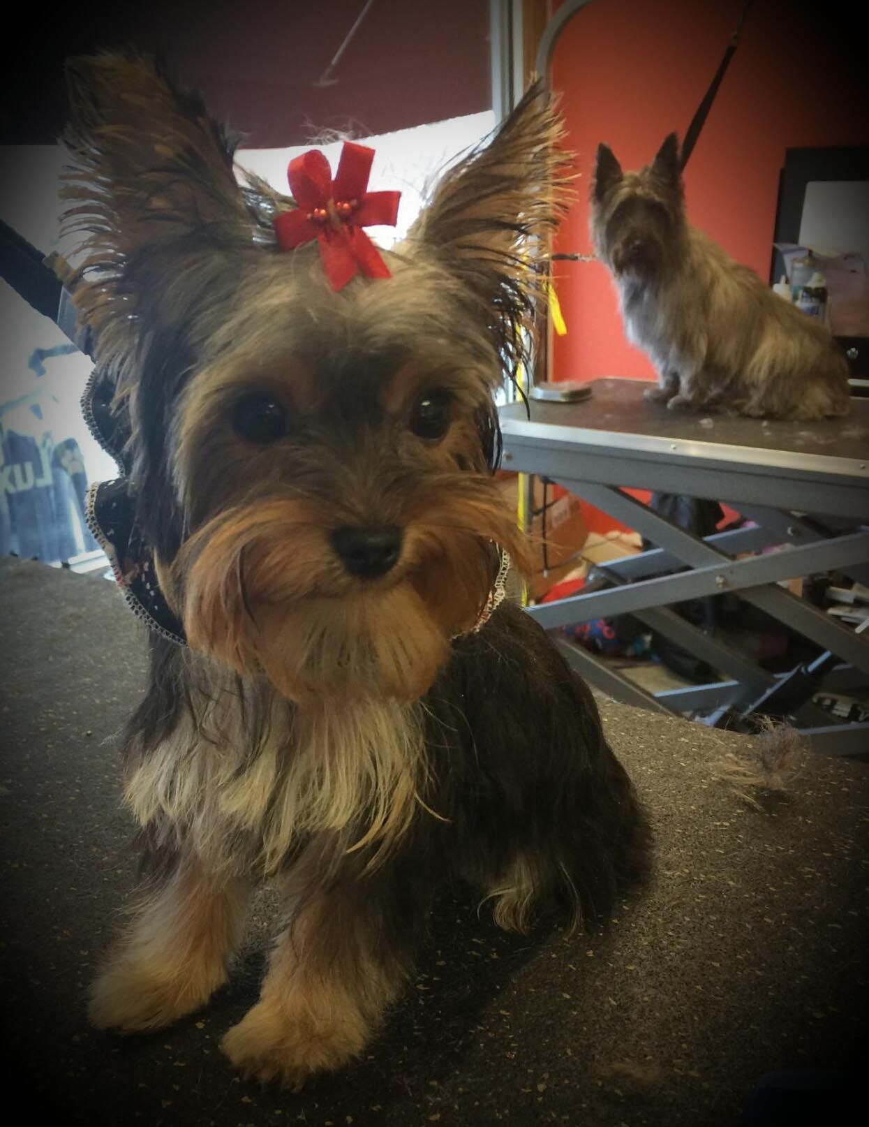 A small dog with a red bow in its hair