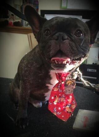 A french bulldog wearing a red tie is sitting on a table.