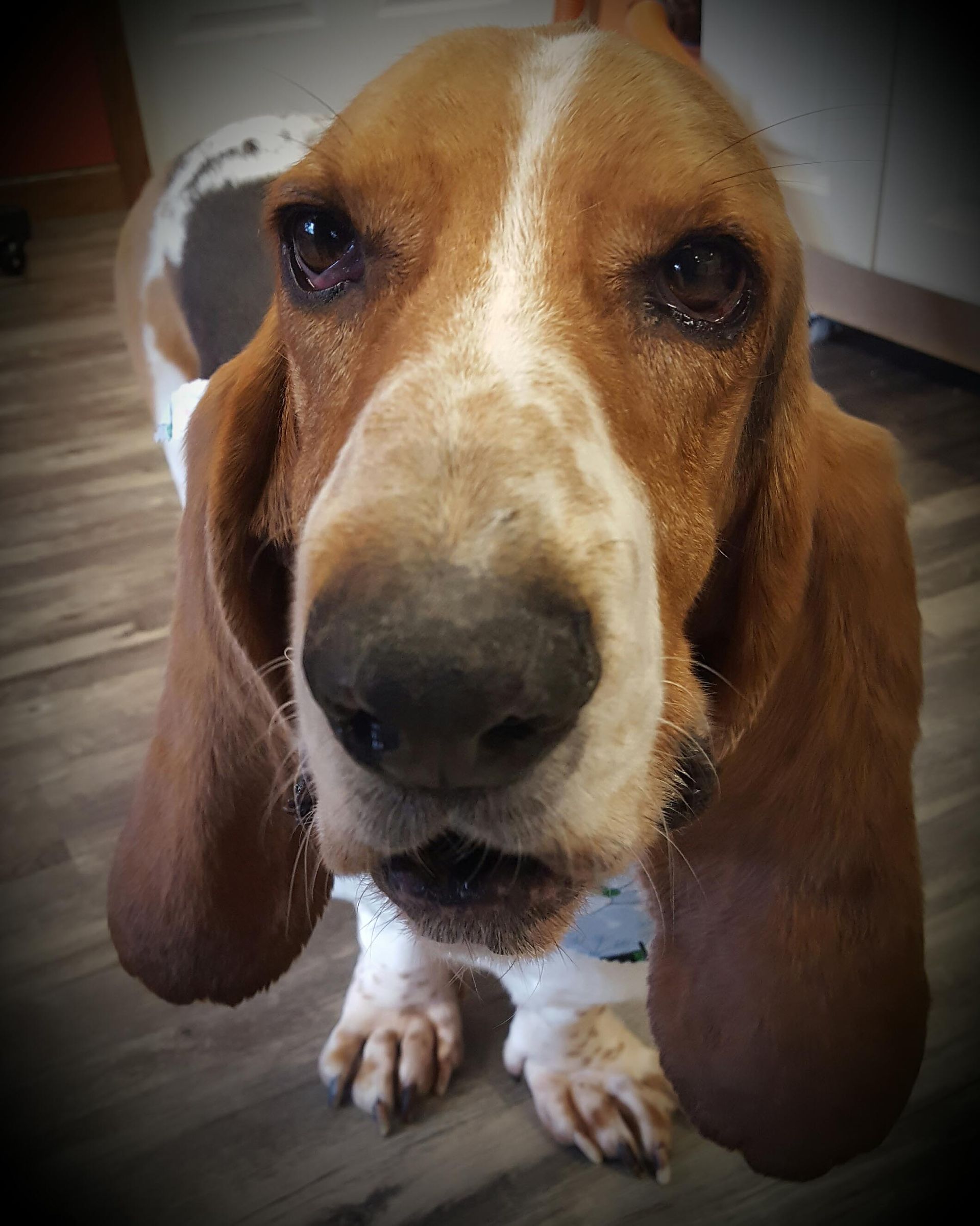 A close up of a basset hound looking at the camera.