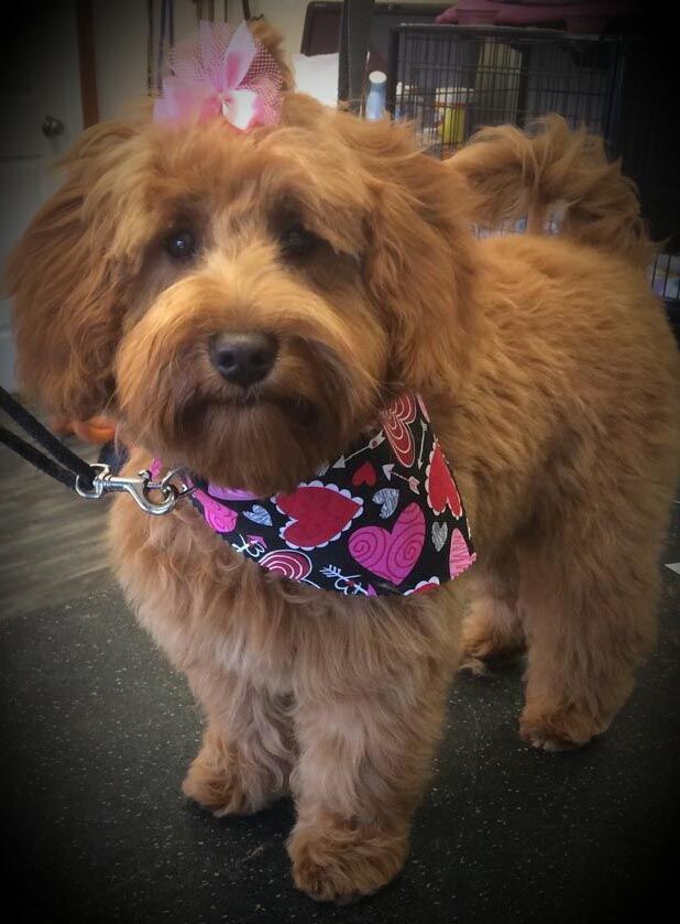 A small brown dog wearing a pink bow and a bandana with hearts on it.