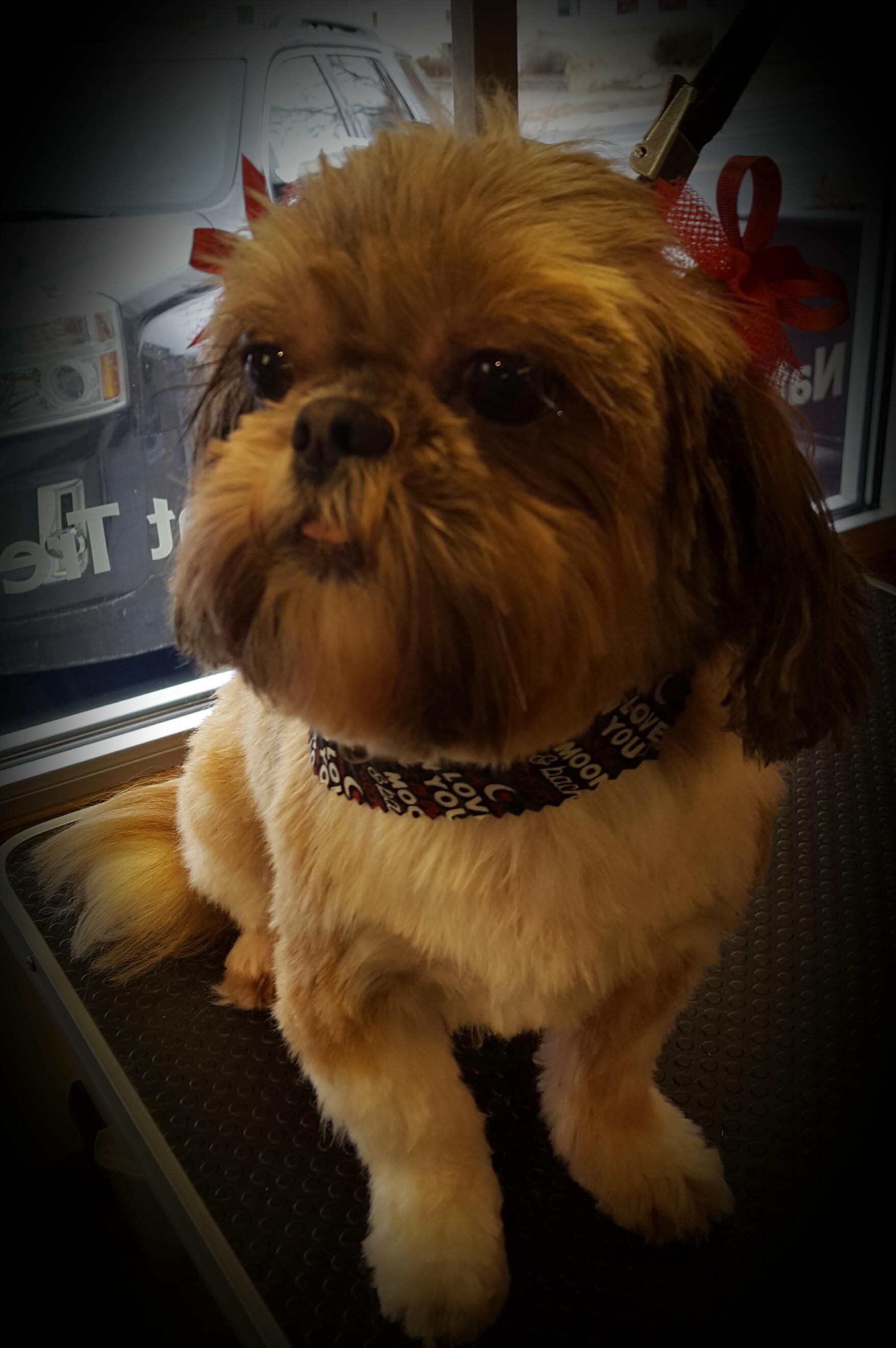 A small brown and white dog wearing a collar is sitting on a table.