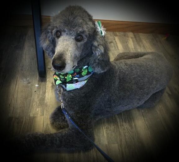 A gray poodle wearing a green and white bandana is laying on the floor.