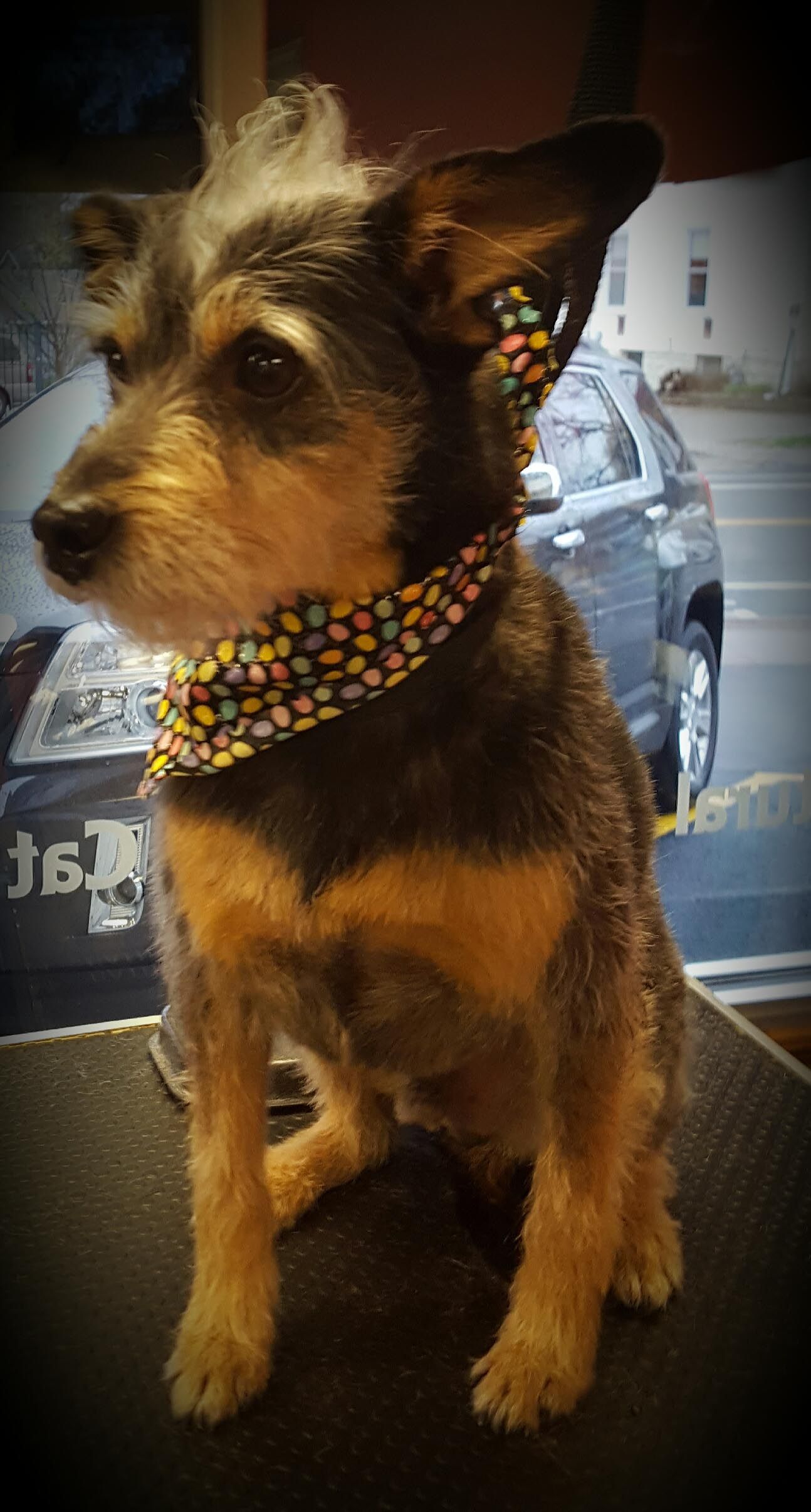 A small dog wearing a bandana is sitting on a table.