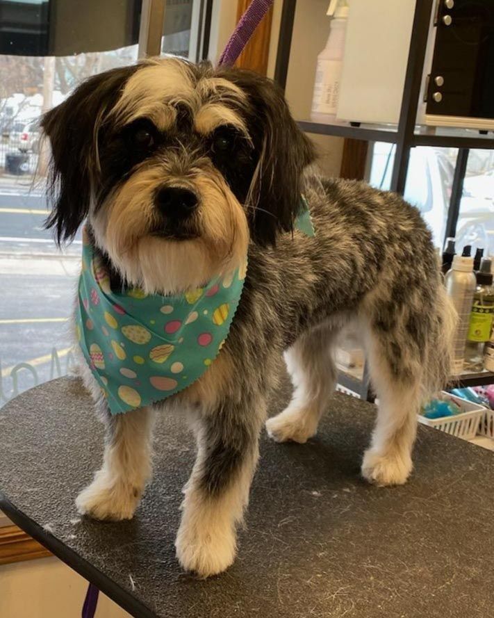 A small dog wearing a bandana is standing on a table.
