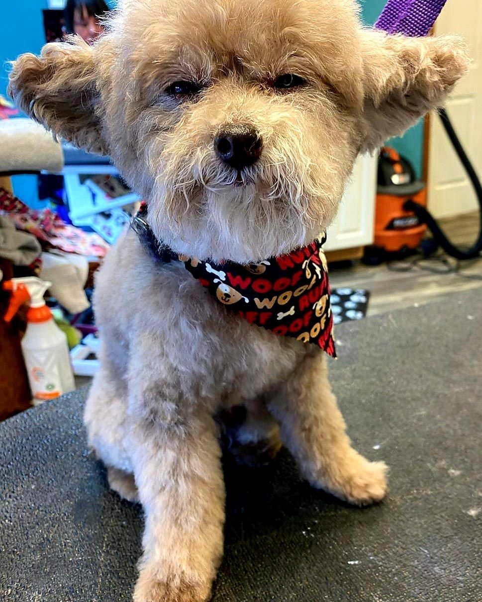 A small white dog with a scarf around its neck is sitting on a table.
