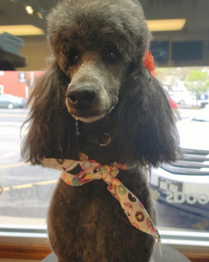A poodle with a bow around its neck is standing in front of a window
