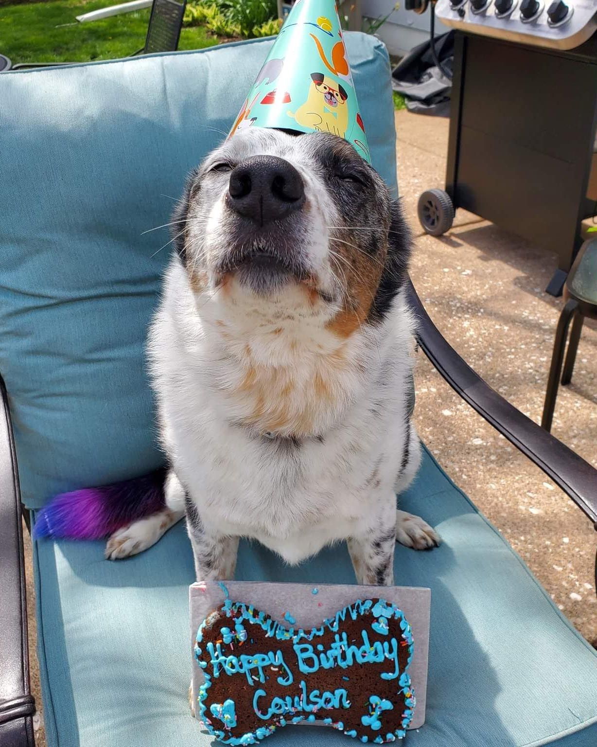 A dog wearing a birthday hat is sitting in a chair