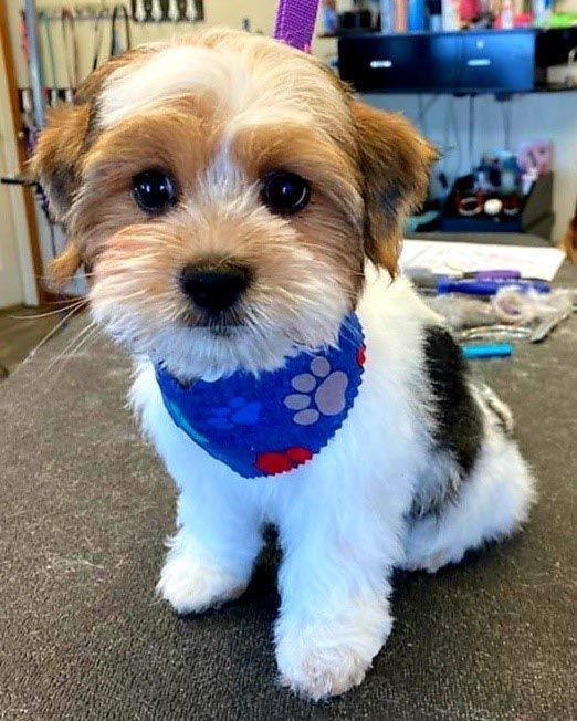 A small brown and white dog wearing a blue bandana is sitting on a table.
