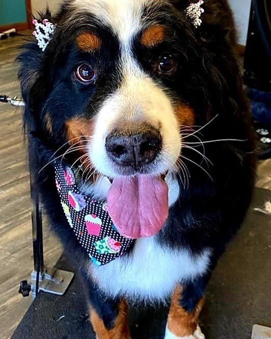 A bernese mountain dog wearing a bandana and a flower in its hair.
