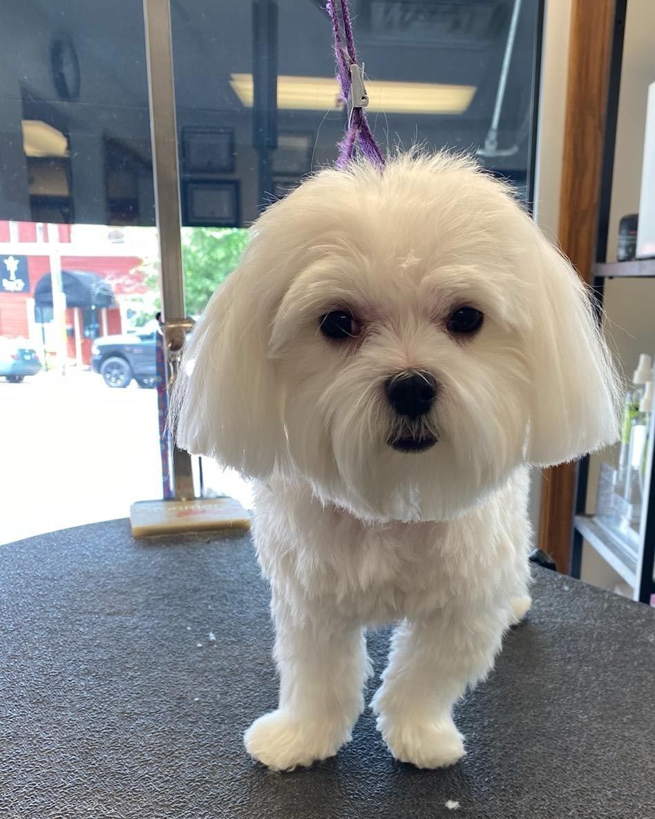 A small white dog is standing on a table in a grooming salon.