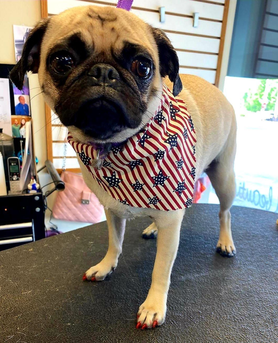 A pug dog wearing a red white and blue bandana