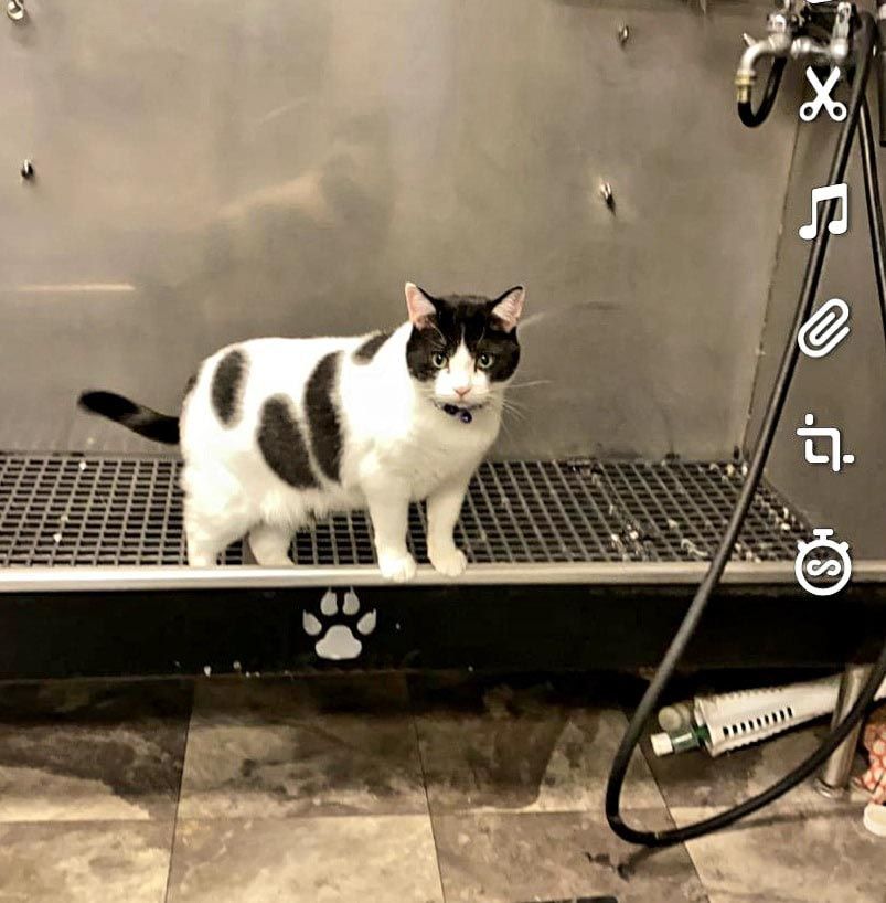 A black and white cat is standing on a tray