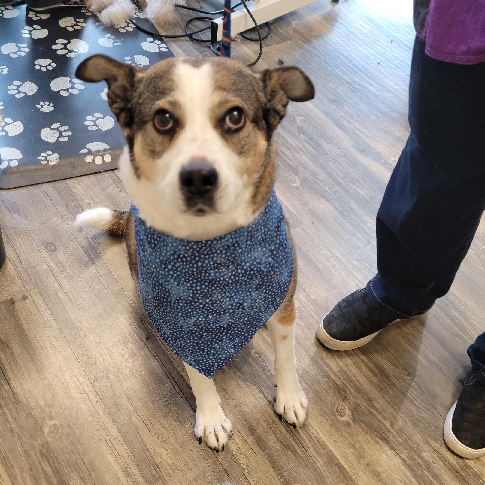 A brown and white dog wearing a blue bandana