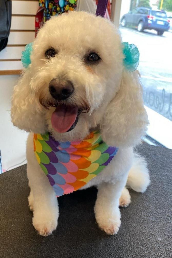 A white poodle wearing a colorful bandana and a bow is sitting on a table.
