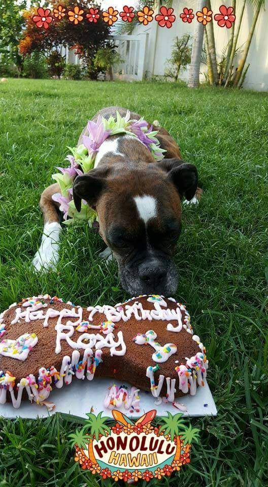 A dog is laying on the grass next to a birthday cake.