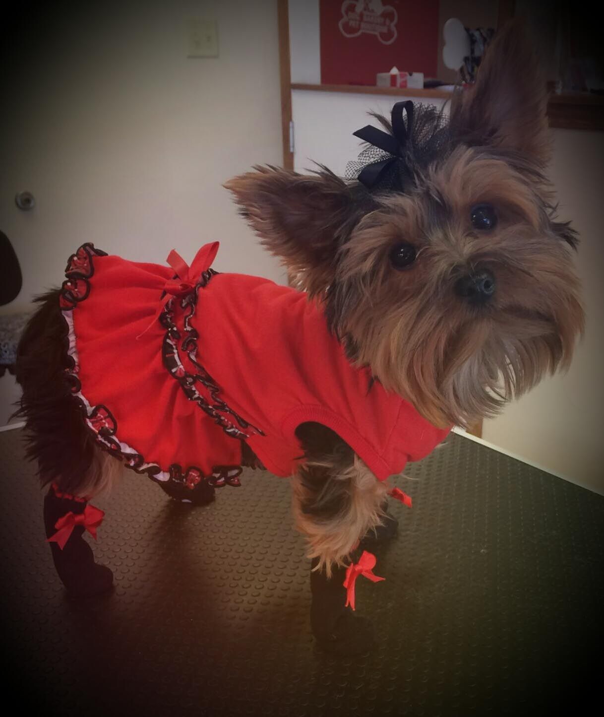 A small dog wearing a red dress is standing on a table