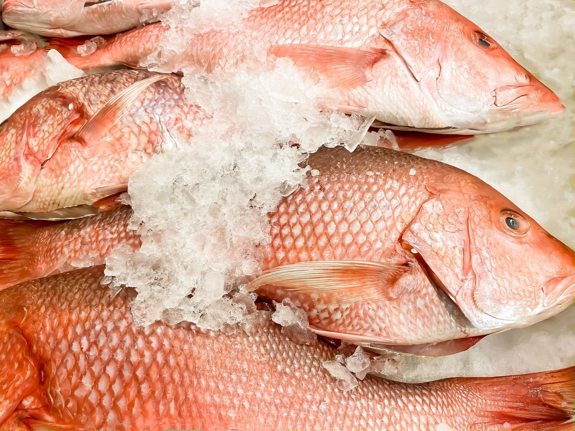Red Snapper - Denham Springs, LA - Ron’s Seafood Market