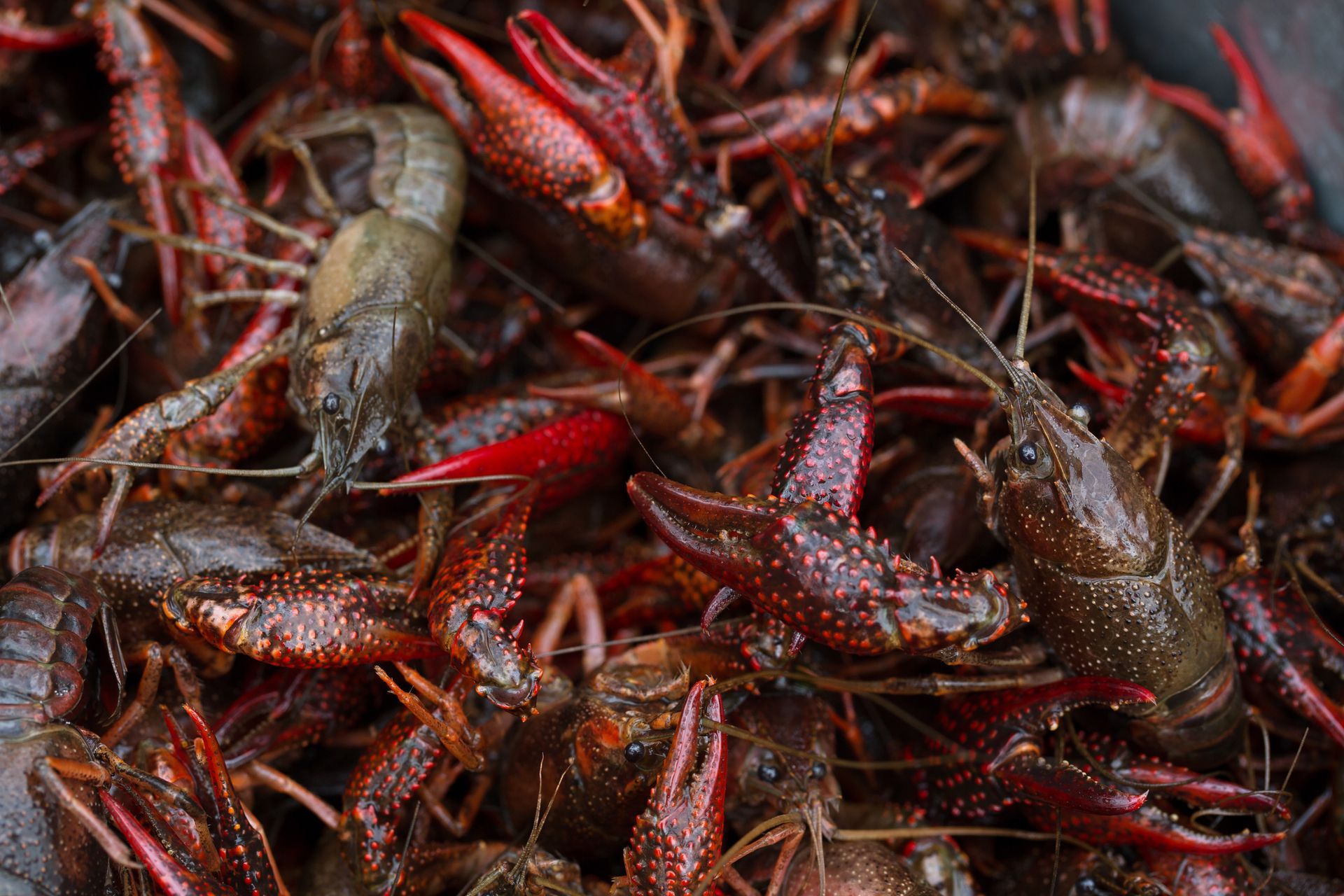 Live Crawfish - Denham Springs, LA - Ron’s Seafood Market