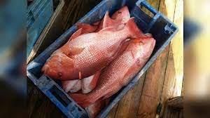 Fresh Red Snapper - Denham Springs, LA - Ron’s Seafood Market
