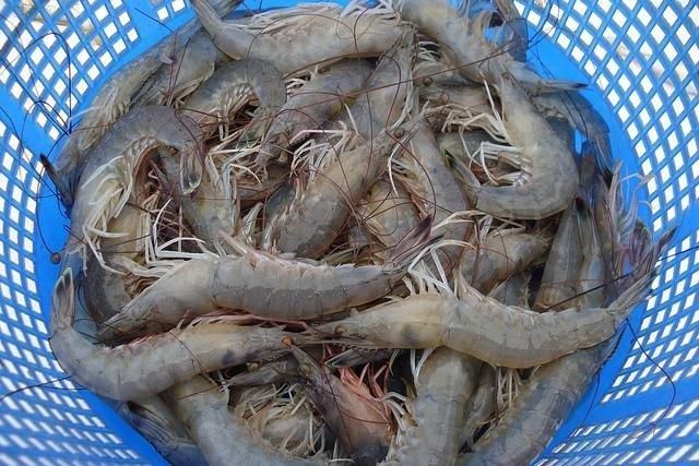 Fresh Shrimps - Denham Springs, LA - Ron’s Seafood Market