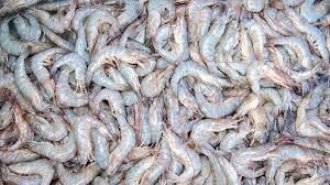 White Shrimps - Denham Springs, LA - Ron’s Seafood Market