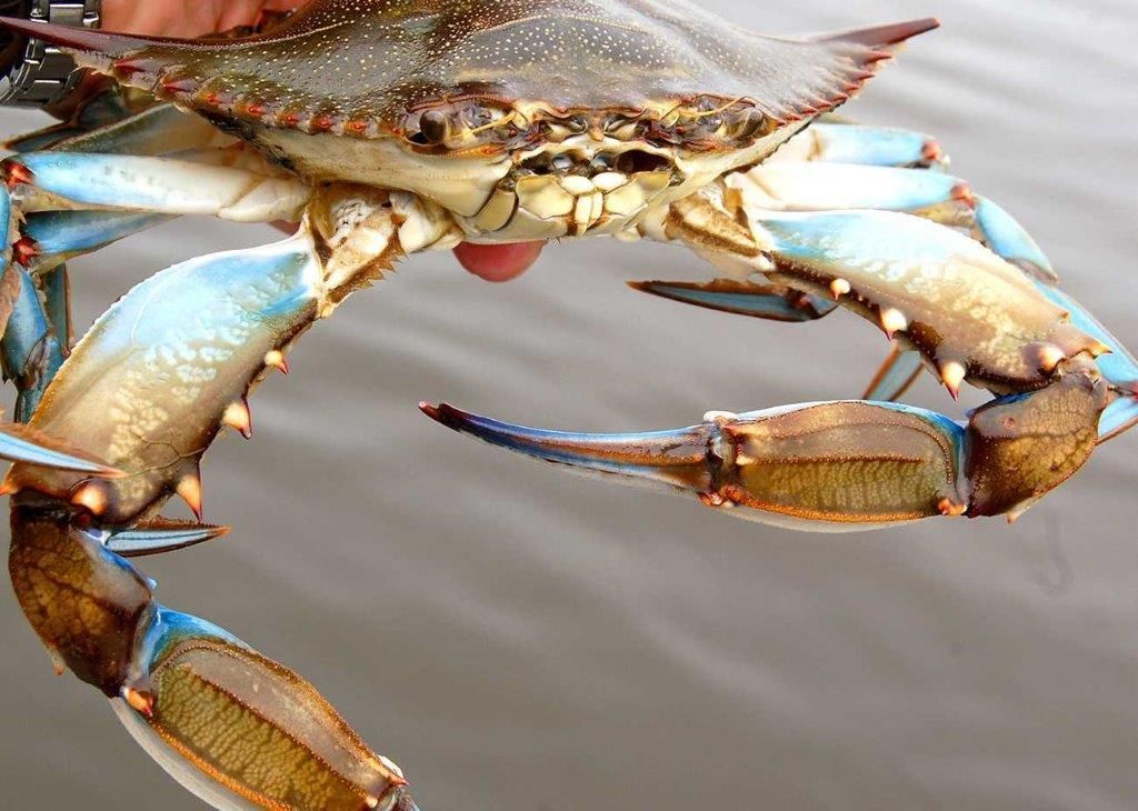 Male Blue Crabs - Denham Springs, LA - Ron’s Seafood Market