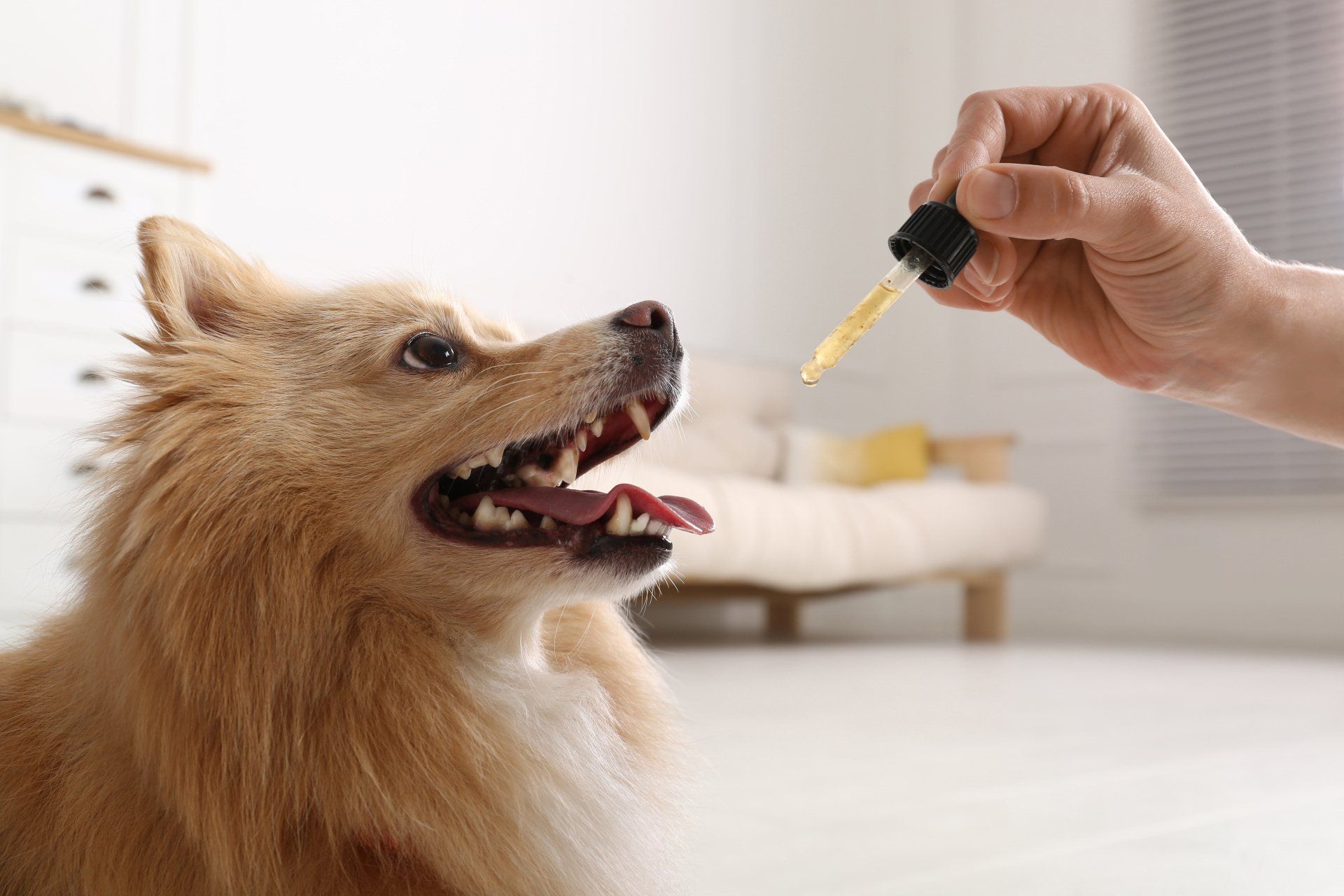 person giving cbd tincture to their dog