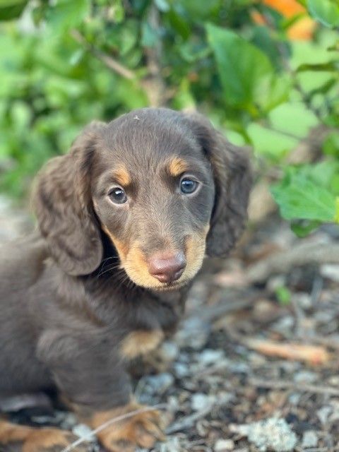 Dachshunds for sale